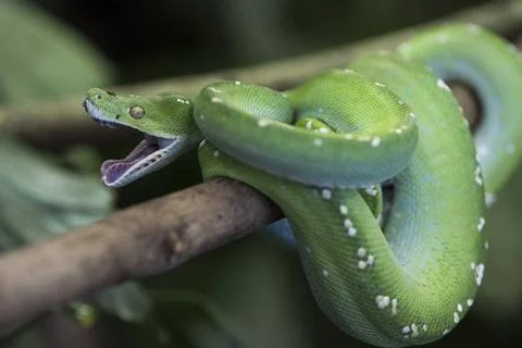  Morelia viridis,gruener Baumpython, Green Python, Green Tree Python, anim... Stock Photos