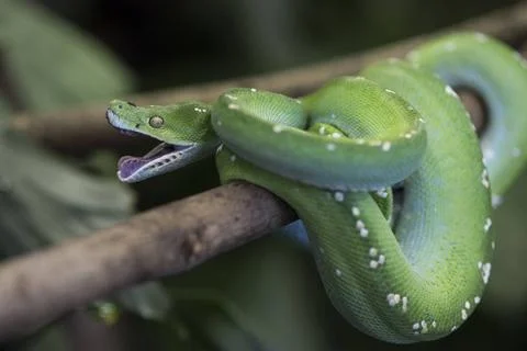  Morelia viridis,gruener Baumpython, Green Python, Green Tree Python, anim... Foto stock