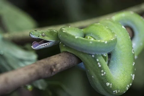  Morelia viridis,gruener Baumpython, Green Python, Green Tree Python, anim... Foto stock