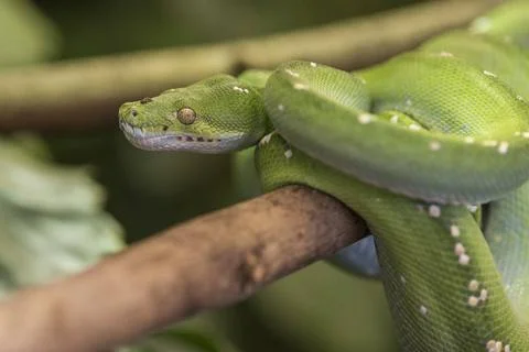  Morelia viridis,gruener Baumpython, Green Python, Green Tree Python, aggr... Foto stock