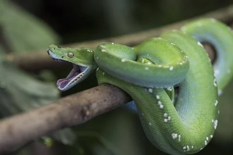  Morelia viridis,gruener Baumpython, Green Python, Green Tree Python, anim... 写真素材