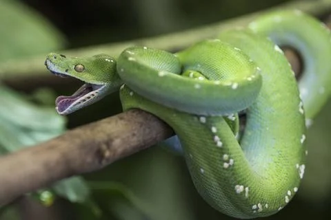 Morelia viridis,gruener Baumpython, Green Python, Green Tree Python, anim... 写真素材
