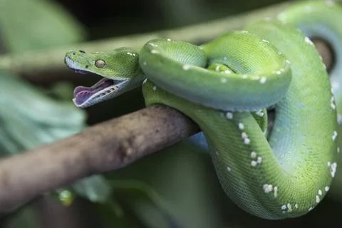  Morelia viridis,gruener Baumpython, Green Python, Green Tree Python, anim... Photos