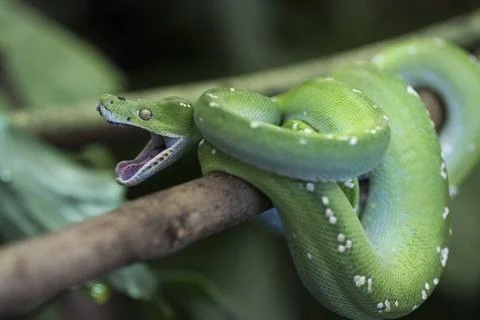  Morelia viridis,gruener Baumpython, Green Python, Green Tree Python, anim... 스톡 사진