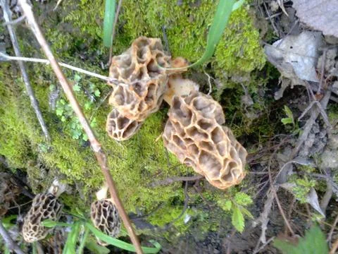 Morelle 写真素材