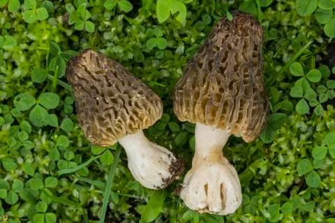 Morels in the grass Stock Photos