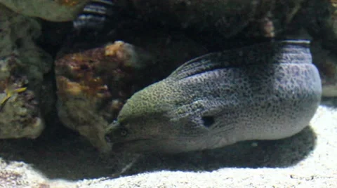 Morena fish underwater Video stock 54807870
