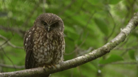 Morepork Owl looking from branch of tree. Stock Footage 22676942