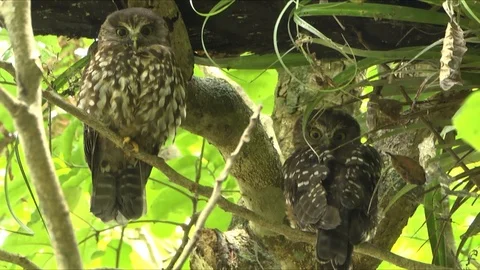 Morepork Owls Видео 106547215
