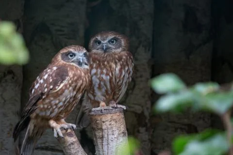 Morepork sitting on a tree Foto stock