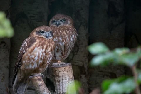 Morepork sitting on a tree Stock Photos