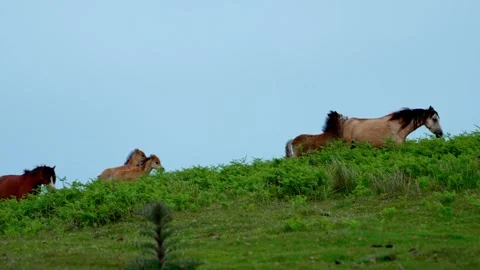 Mores with foal Stock Footage 312391426