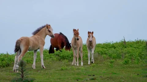 Mores with foal Video stock 312391568