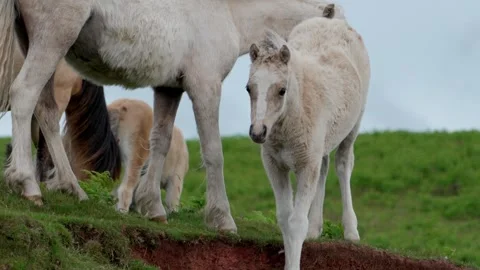 Mores with foal Video stock 312391599