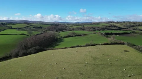 Moretonhampstead, Devon, England: DRONE VIEWS: A field of grazing sheep (2) Stock Footage 264952097