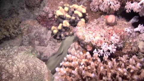 Morey eel attacks Octopus Vidéo 78327200