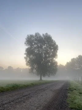 Morgentlicher Nebel auf dem Weg zum Wald Stock Photos