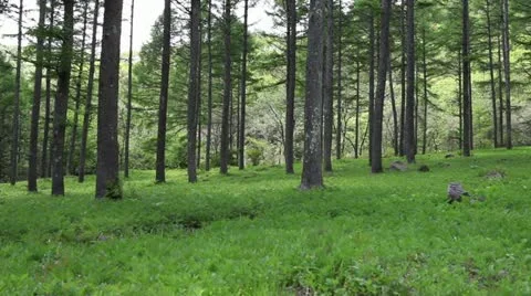 Mori 動画素材 11190967