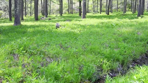 Mori haya Stock Footage 11191152