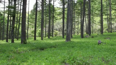 Mori2 Stock Footage 11191067