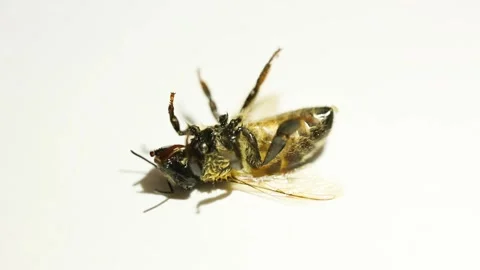 Moribund honey bee on white background Stock Footage 209917397