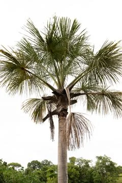 Moriche Palm Tree Stock Photos