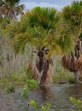 Moriche Palm Tree Stock Photos