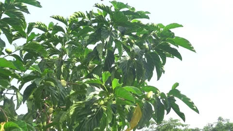Morinda citrifolia on Java Stock Footage 311567927