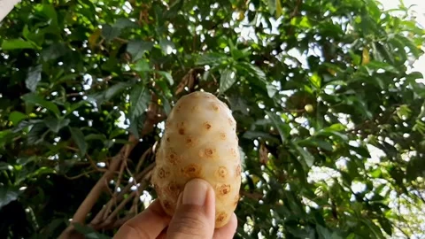 Morinda Fruit in Hand Video stock 280474695