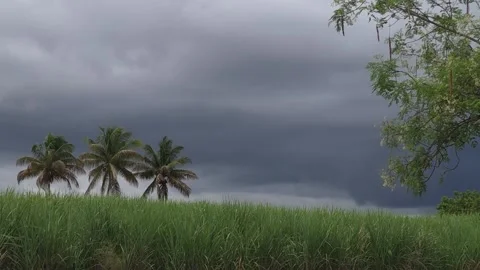 Moringa branches and palm trees dance in a heavy wind. A wide sugarcane field st Stock Footage 337862179