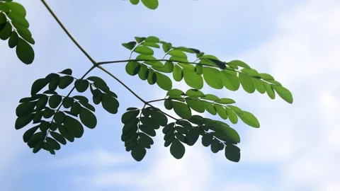 MORINGA Stock Footage 294157757