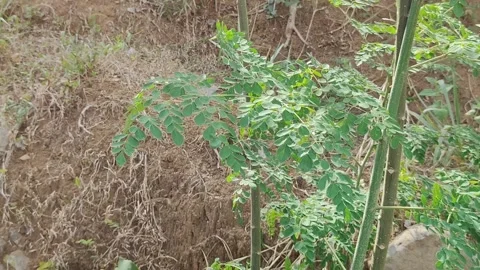 Moringa leaf Stock-Footage 288005490