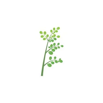 Moringa leaf Logo Template vector Stock Illustration