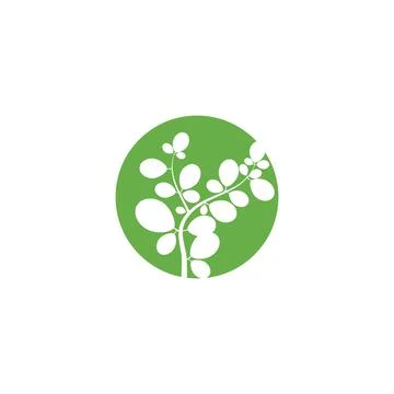 Moringa leaf Logo Template vector 库存插图