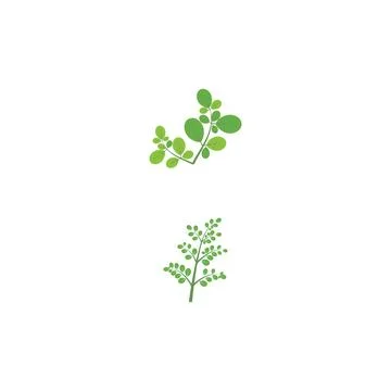Moringa leaf Logo Template vector イラスト素材