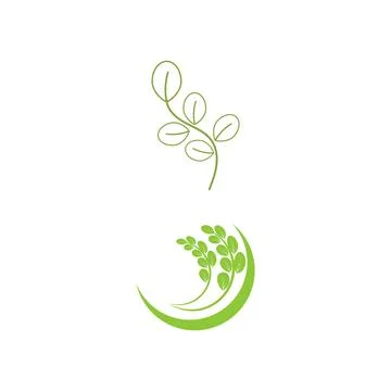 Moringa leaf Logo Template vector Illustration