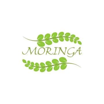Moringa leaf Logo Template vector Иллюстрация
