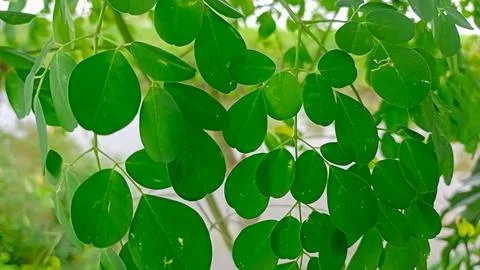 Moringa leaf Stock Photos
