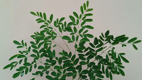 Moringa leaf texture with wall background Stock Footage 230732826