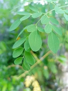 Moringa leaves 3 Fotos de archivo