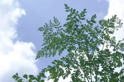 Moringa Leaves And Twigs With Cloudy Stock Photos