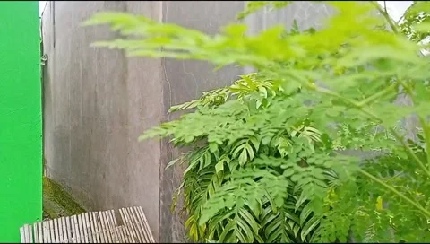 Moringa leaves blown by the wind Stock Footage 219732150