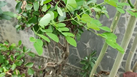 Moringa leaves blown by the wind Stock Footage 326089615