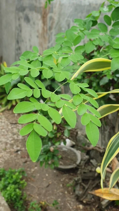 Moringa leaves blown by the wind Stock Footage 326089791