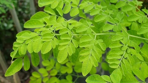 Moringa leaves blown by the wind Stock Footage 326089870