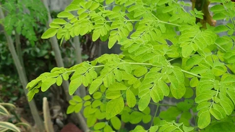 Moringa leaves blown by the wind Stock Footage 326089871