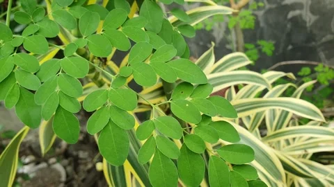 Moringa leaves blown by the wind Video stock 326089902