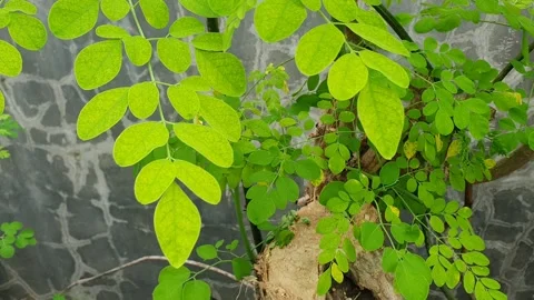 Moringa leaves blown by the wind Stock Footage 326089992