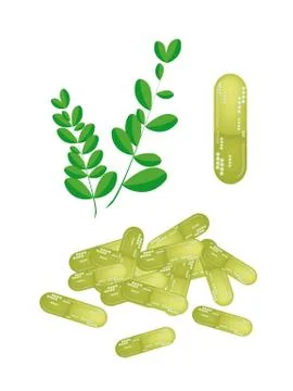 Moringa Leaves with Capsule on White Background Stock Illustration