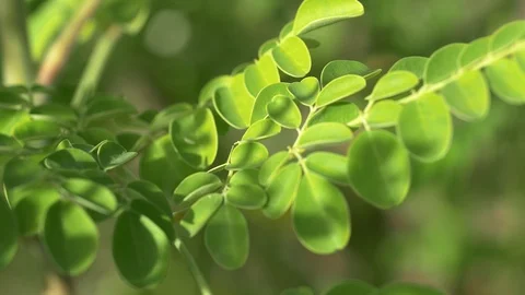 Moringa leaves close up shot Stockbeeldmateriaal 111287809